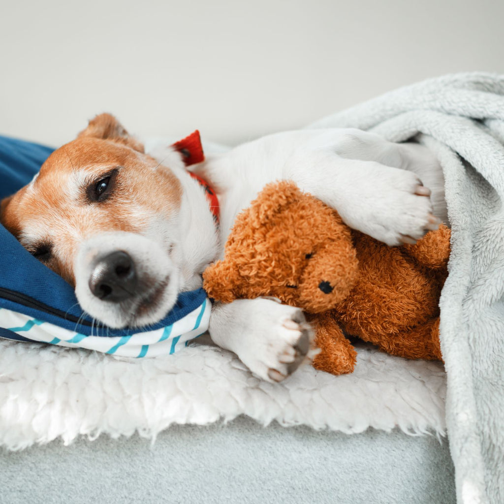 How Toys and Clothes Can Transform Your Pet’s Well-Being