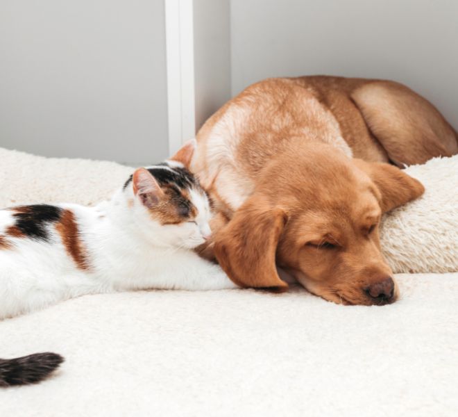 Why Your Pets Deserve the Best: The Essential Guide to Must-Have Items for Dogs and Cats 🐾