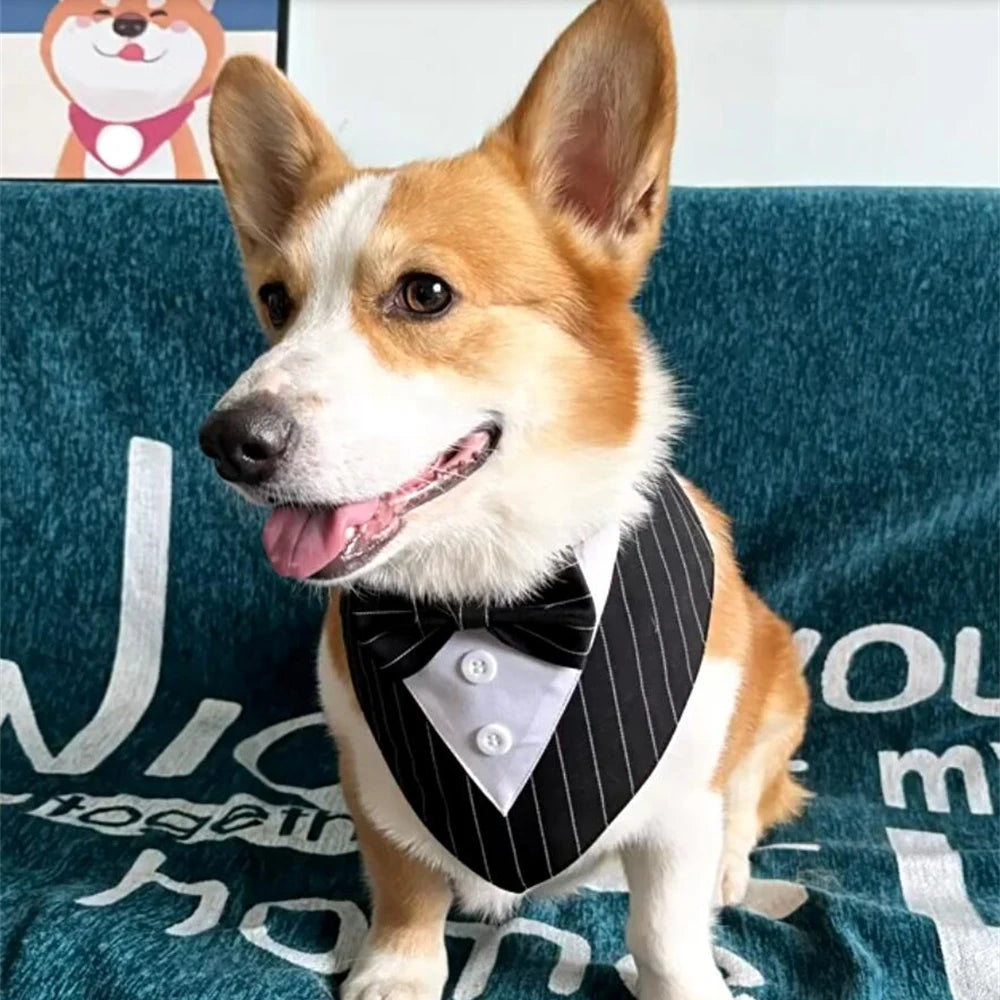 Regal Tuxedo Pet Bandana